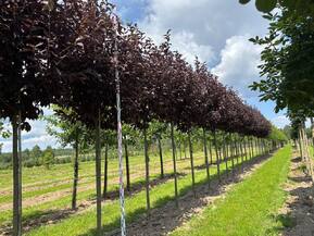 Черемуха виргинская "Canada Red"