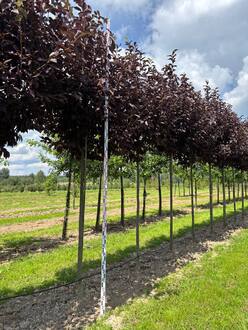 Черемуха виргинская Канада Ред (Canada Red)