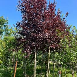 Черемуха виргинская Канада Ред (Canada Red)