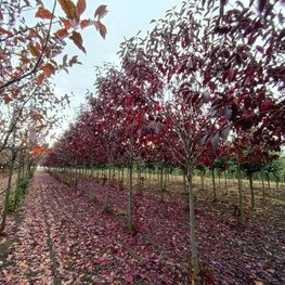Черемуха виргинская Канада Ред (Canada Red)