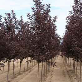 Черемуха виргинская Канада Ред (Canada Red)