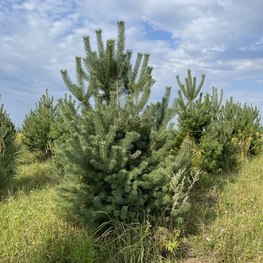 Сосна обыкновенная Экстра Пинус сильвестрис (Pinus sylvestris)