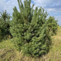 Сосна обыкновенная Экстра Пинус сильвестрис (Pinus sylvestris)