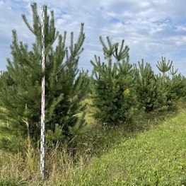 Сосна обыкновенная Экстра Пинус сильвестрис (Pinus sylvestris)
