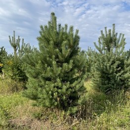 Сосна обыкновенная Экстра Пинус сильвестрис (Pinus sylvestris)