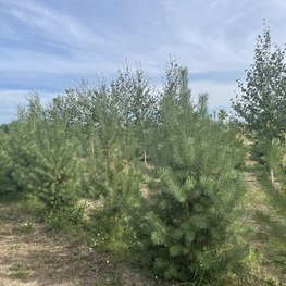 Сосна обыкновенная Экстра Пинус сильвестрис (Pinus sylvestris)