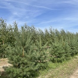 Сосна обыкновенная Экстра Пинус сильвестрис (Pinus sylvestris)