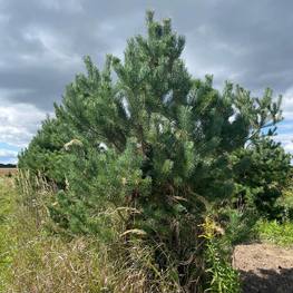 Сосна обыкновенная Экстра Пинус сильвестрис (Pinus sylvestris)