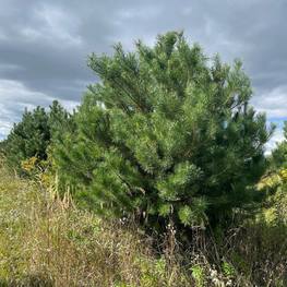 Сосна обыкновенная Экстра Пинус сильвестрис (Pinus sylvestris)