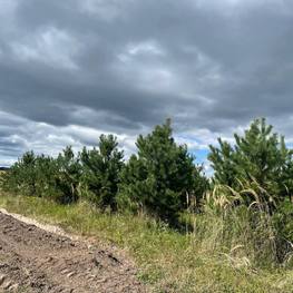 Сосна обыкновенная Экстра Пинус сильвестрис (Pinus sylvestris)