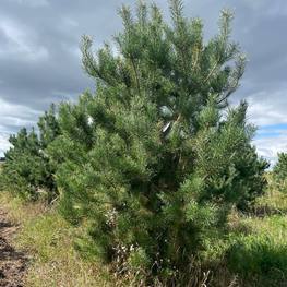 Сосна обыкновенная Экстра Пинус сильвестрис (Pinus sylvestris)
