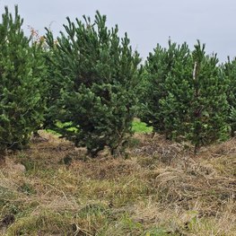 Сосна обыкновенная Extra "Pinus sylvestris"