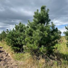 Сосна обыкновенная Экстра Пинус сильвестрис (Pinus sylvestris)