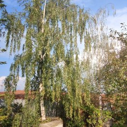 Береза Далекарлийская Бетулла далекарлика (Betula Dalecarlica)