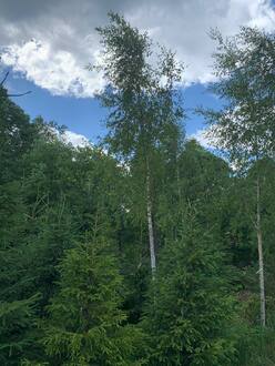 Береза Далекарлийская Бетулла далекарлика (Betula Dalecarlica)
