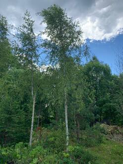 Береза Далекарлийская Бетулла далекарлика (Betula Dalecarlica)