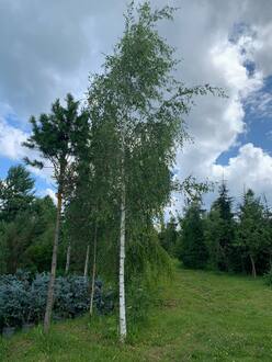 Береза Далекарлийская Бетулла далекарлика (Betula Dalecarlica)