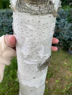 Береза Далекарлийская Бетулла далекарлика (Betula Dalecarlica)