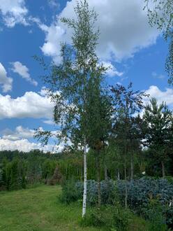 Береза Далекарлийская Бетулла далекарлика (Betula Dalecarlica)