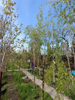 Береза Далекарлийская Бетулла далекарлика (Betula Dalecarlica)