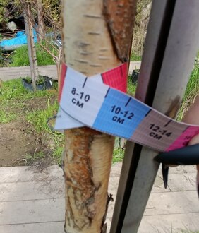 Береза Далекарлийская Бетулла далекарлика (Betula Dalecarlica)