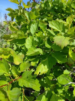 Боярышник сибирский