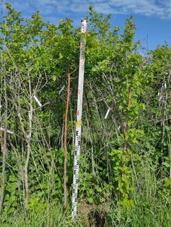 Боярышник сибирский