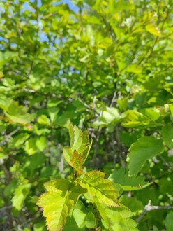 Боярышник сибирский