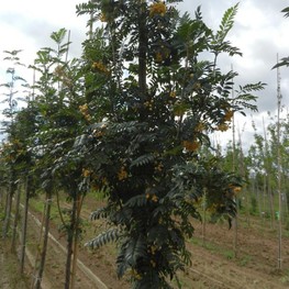 Рябина обыкновенная Джозеф Рок (Joseph Rock)