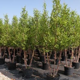 Береза черная Херритаж (Herritage)