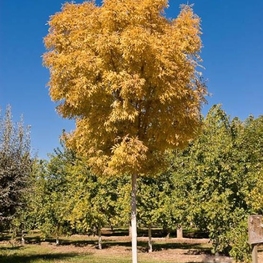 Береза повислая "Golden Cloud" (Голден Клауд)