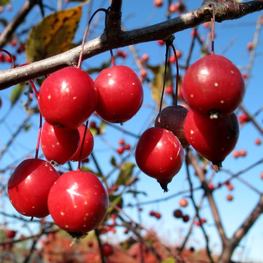 Декоративная яблоня Прериефайер (Prairiefire)