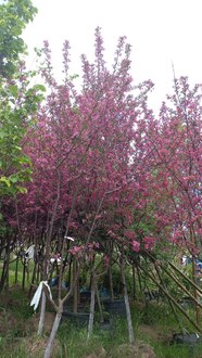 Декоративная яблоня Прериефайер (Prairiefire)