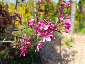 Декоративная яблоня Прериефайер (Prairiefire)