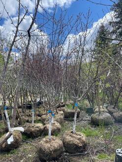 Декоративная яблоня Прериефайер (Prairiefire)