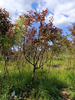 Декоративная яблоня Прериефайер (Prairiefire)