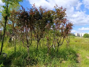 Декоративная яблоня Прериефайер (Prairiefire)