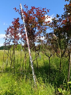 Декоративная яблоня Прериефайер (Prairiefire)