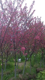 Декоративная яблоня Прериефайер (Prairiefire)