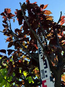 Слива растопыренная Нигра (Nigra)