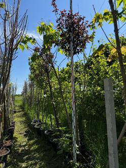 Слива растопыренная Нигра (Nigra)