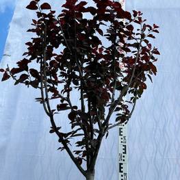 Слива растопыренная Нигра (Nigra)