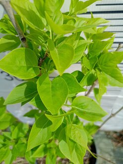 Сирень обыкновенная "Мадам Казимир Перье"