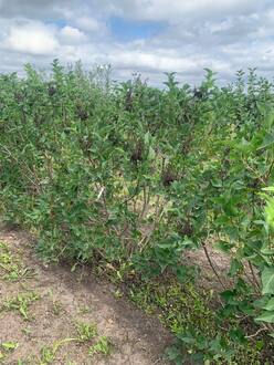 Сирень обыкновенная "Мечта"