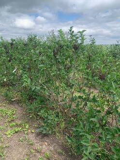 Сирень обыкновенная "Мечта"