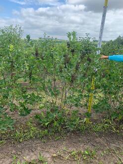 Сирень обыкновенная "Мечта"