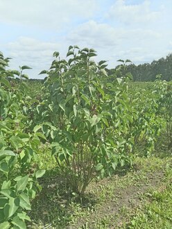 Сирень обыкновенная "Тарас Бульба"