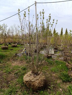 Сирень обыкновенная "Тарас Бульба"