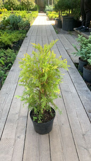 Туя западная Санкист (Sunkist)