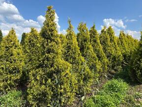 Туя западная Санкист (Sunkist)